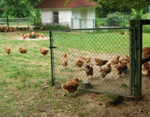 free-range-chickens