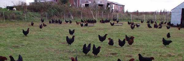 Free-run black hens roaming pastures