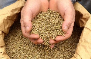 unhulled hemp seeds