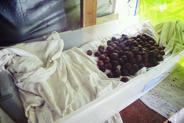 Drying Mac Nuts