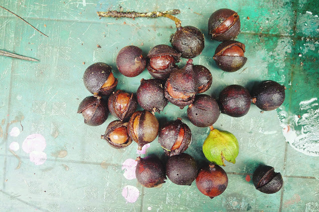 mac nut with cracked husk