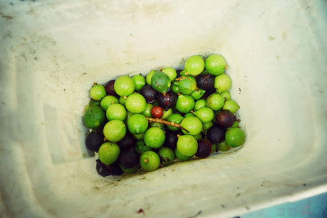 Macadamia nuts removed from tree