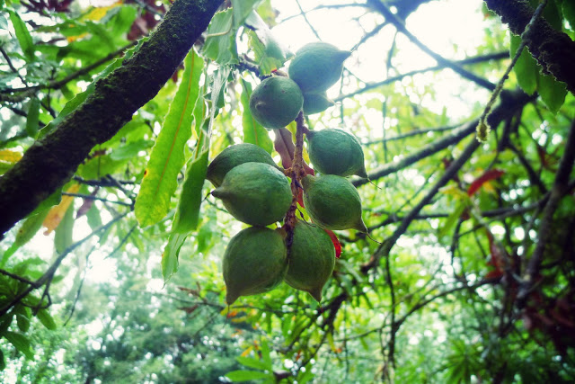 Macadamia Nuts on Tree