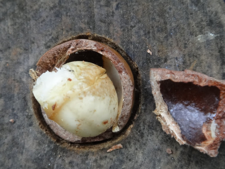 Macadamia nut with husk and shell removed.