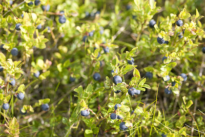 Wild blueberries growing on bushes.