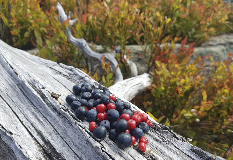 Wild Blueberries and Cranberries from Canada